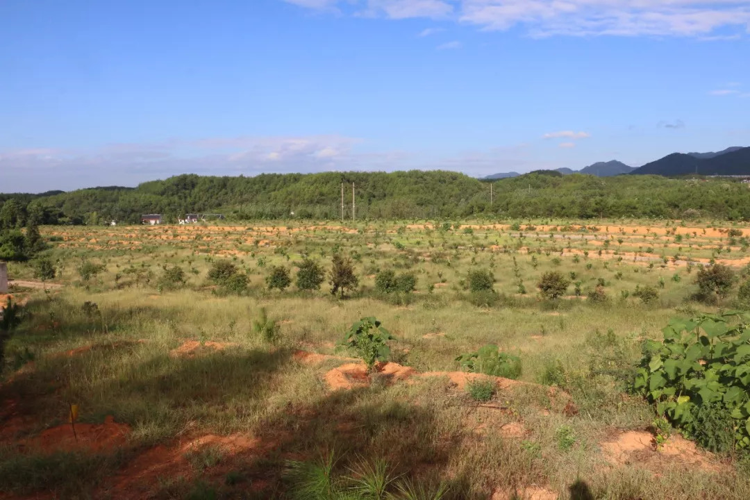 最新鄉(xiāng)愁，心靈的歸宿與時代的交融變遷