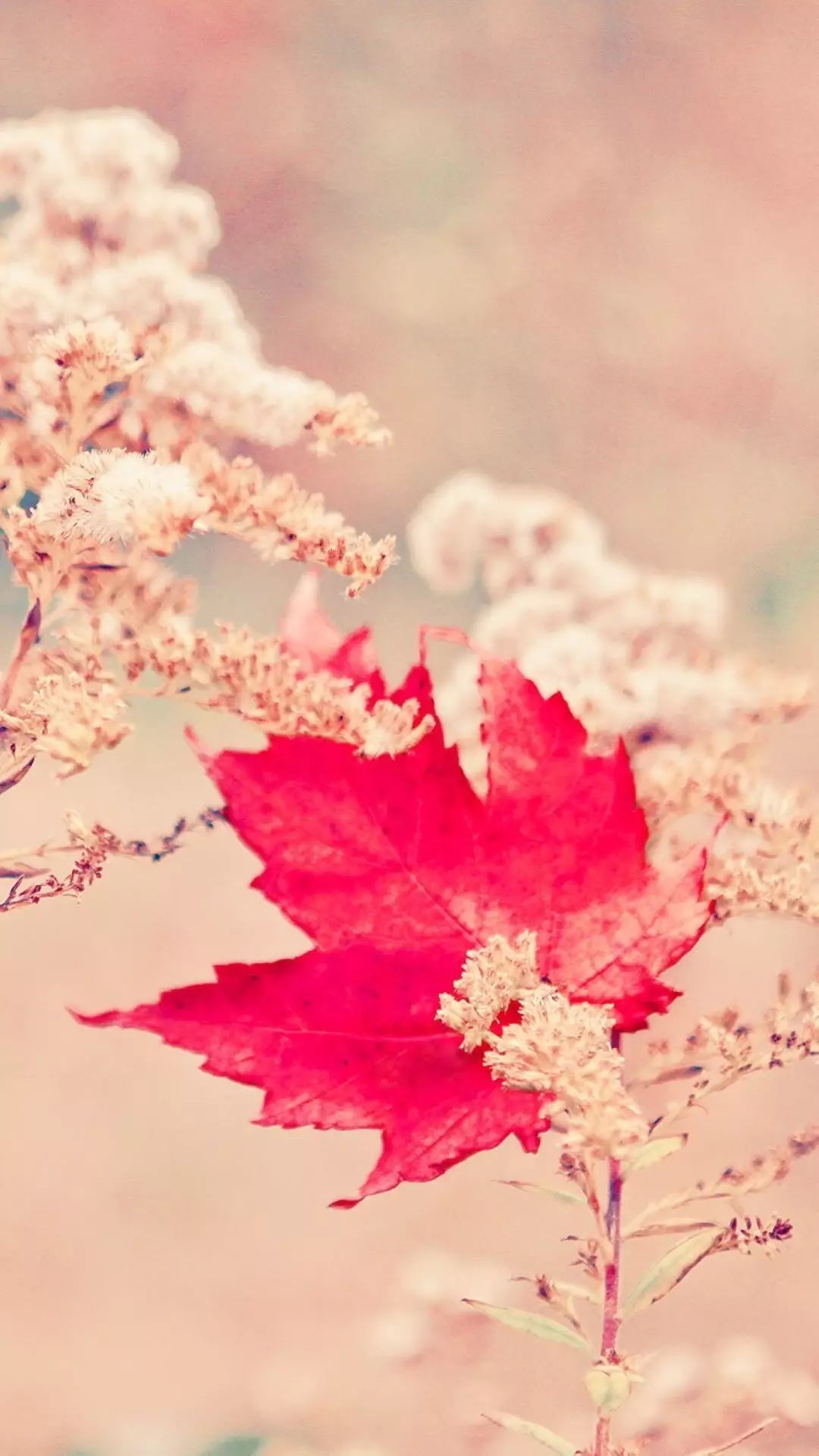 楓葉紅了最新——小巷美食的秘密